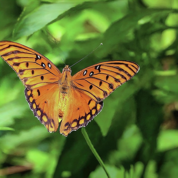 Schmetterling auf einer Blume