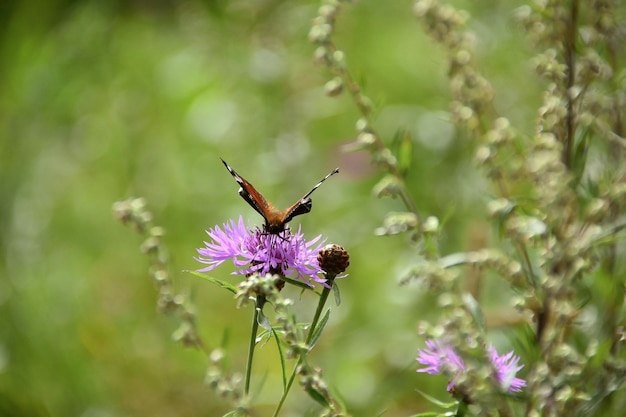 Schmetterling auf einer Blume