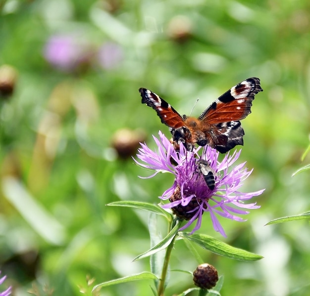 Schmetterling auf einer Blume