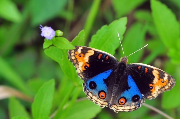 Schmetterling auf einer blume