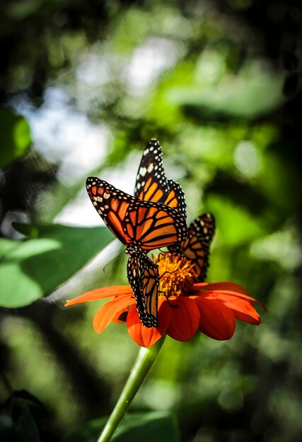 Schmetterling auf einer Blume