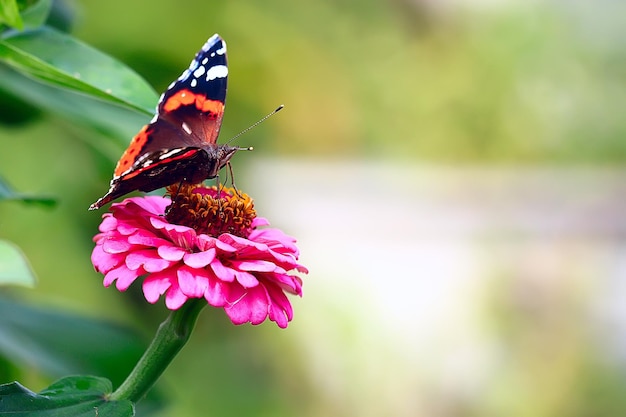 Schmetterling auf einer Blume