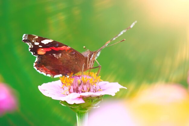 Schmetterling auf einer Blume