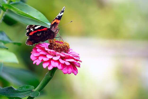 Schmetterling auf einer Blume