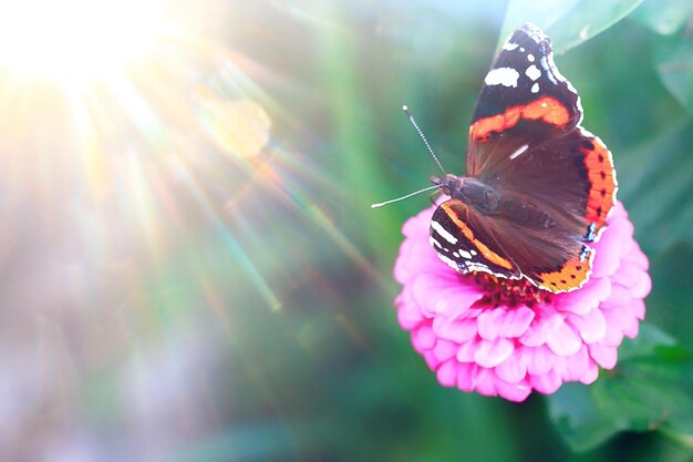 Schmetterling auf einer Blume