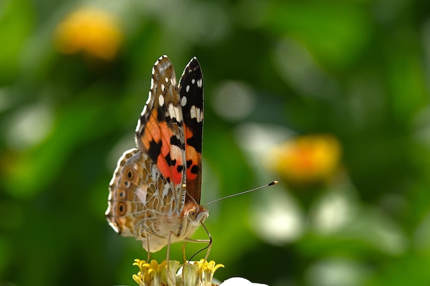 Schmetterling auf einer Blume