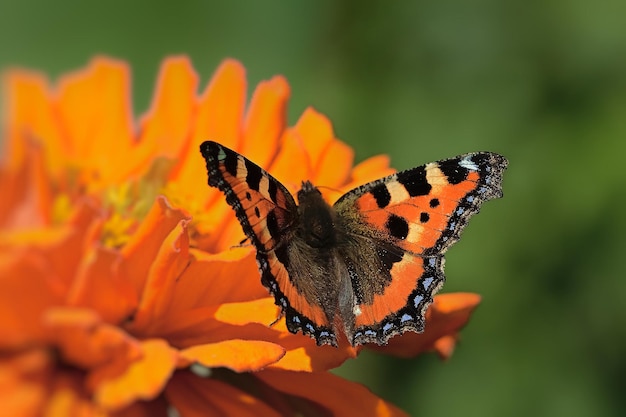 Schmetterling auf einer Blume