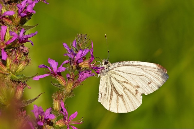 Schmetterling auf einer Blume