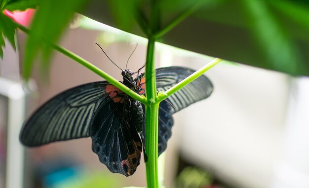 Schmetterling auf einer grünen Pflanze