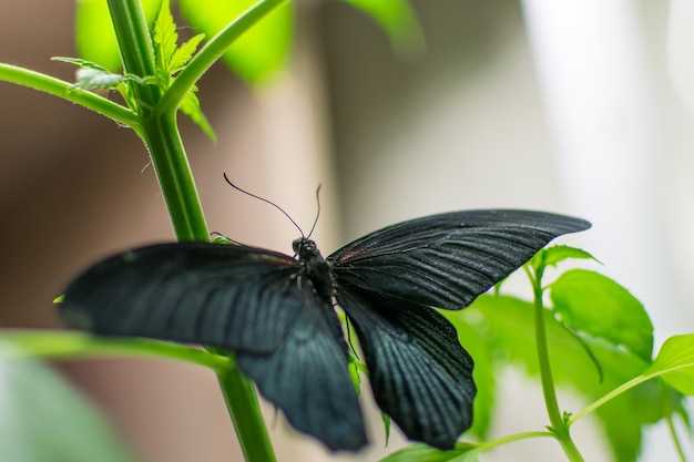 Schmetterling auf einer grünen Pflanze