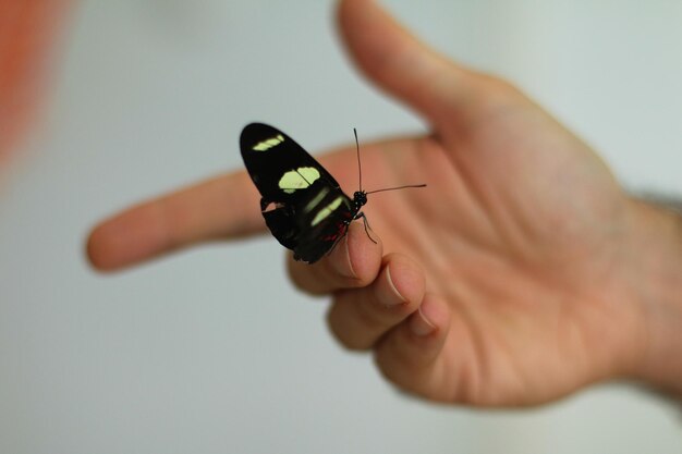 Schmetterling auf einer Hand