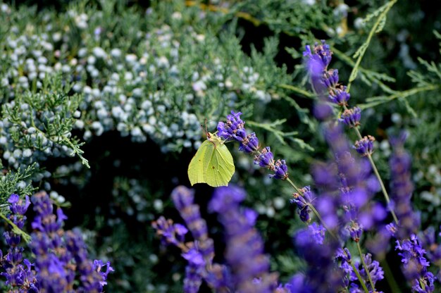 Schmetterling auf einer Lavendelblume im Park