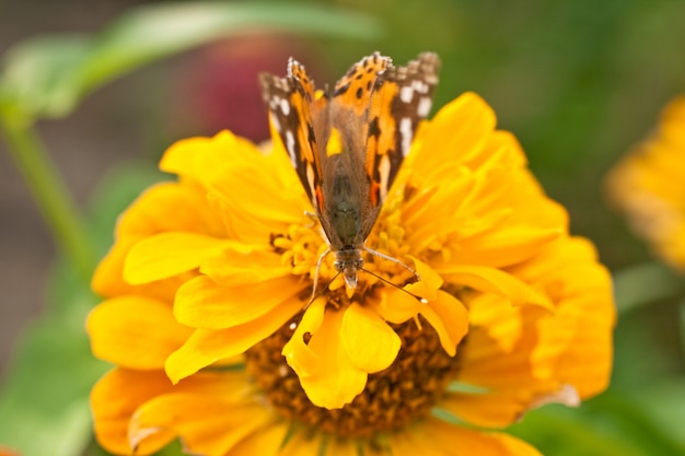 Schmetterling auf einer orangefarbenen Blume