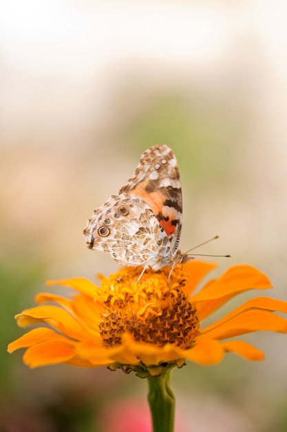 Schmetterling auf einer orangefarbenen Blume