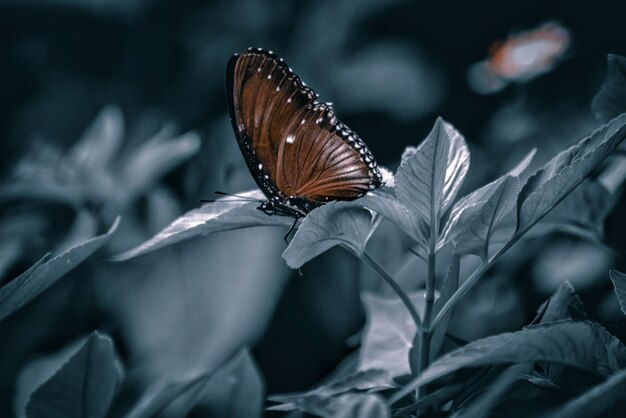 Foto schmetterling auf einer pflanze