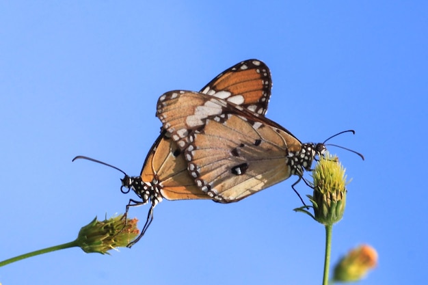 Schmetterling auf einer roten Blume im Garten mit Naturhintergrund