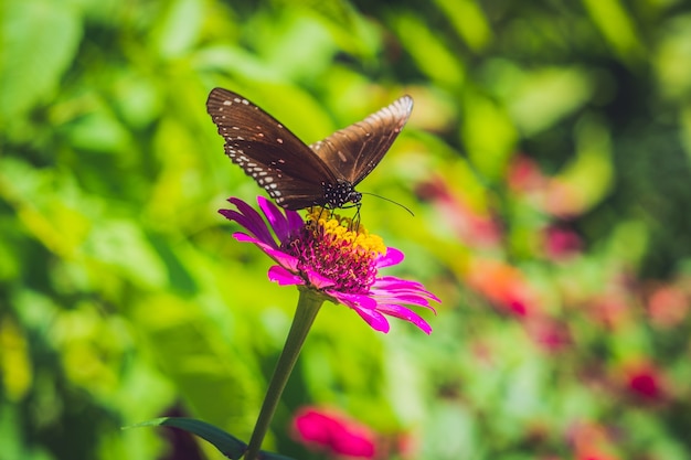 Schmetterling auf einer tropischen Blume in einem Schmetterlingspark.