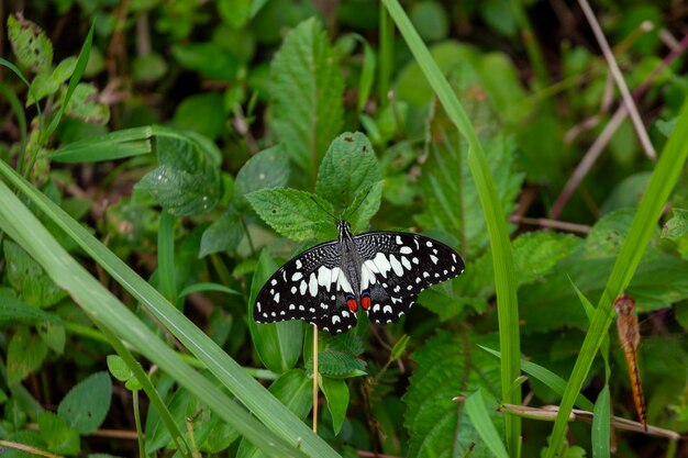 Schmetterling auf grünem Gras in der Natur oder im Garten