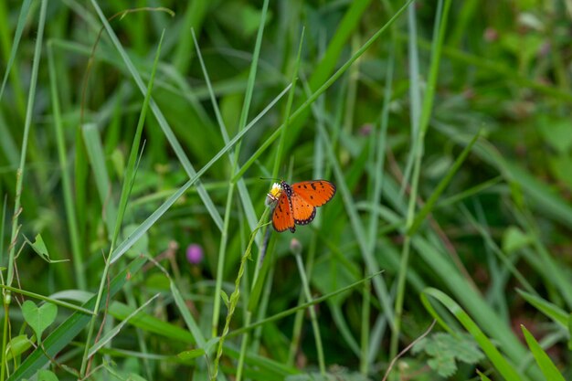 Schmetterling auf grünem Gras in der Natur oder im Garten