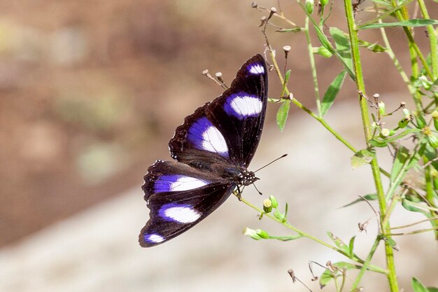 Schmetterling auf grünem Gras in der Natur oder im Garten