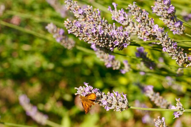 Schmetterling auf Lavendelblumen