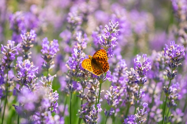 Schmetterling auf lila Lavendelblumen, Lavendelfeldnahaufnahme. Natur