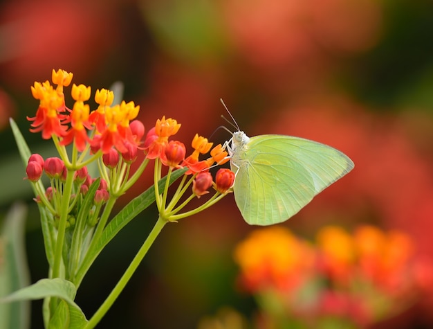 Schmetterling auf orange Blume