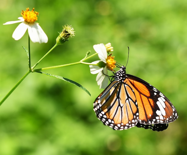 Schmetterling auf Orangenblüte im Garten