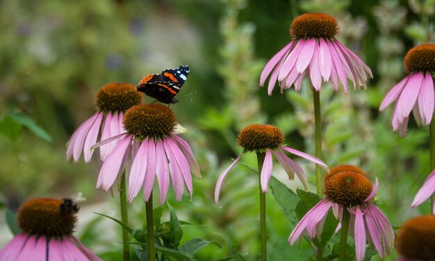 Schmetterling auf purpurfarbener Kegelblume, die im Freien blüht