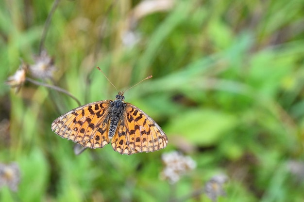 Schmetterling auf Rasenfläche