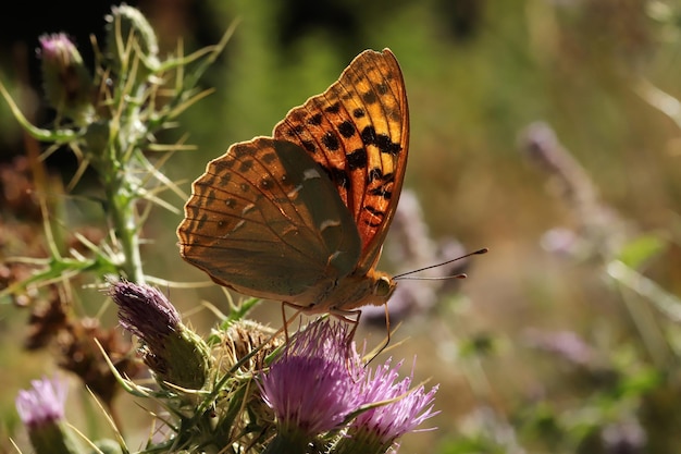 Schmetterling auf rosa Distel Naturhintergrund