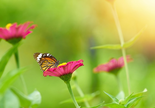 Schmetterling auf rosafarbener Blütenblattblume mit Pollen auf Stiel auf unscharfem Hintergrund