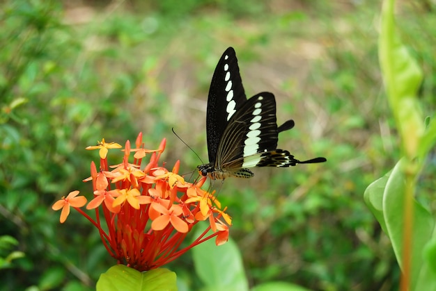 Schmetterling auf schöner Blume