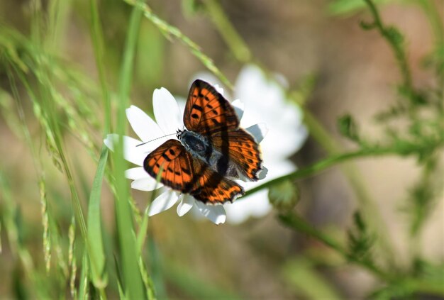 Foto schmetterling bestäubt eine blume