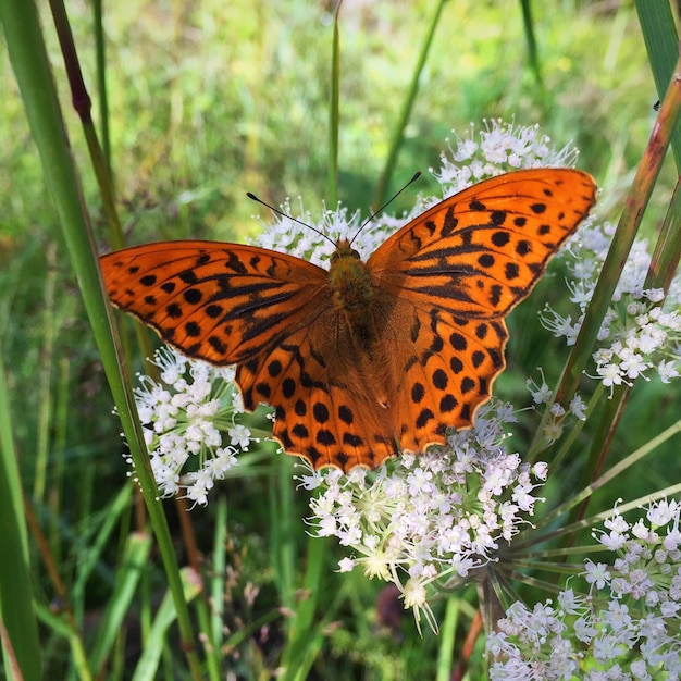 Schmetterling bestäubt eine Blume