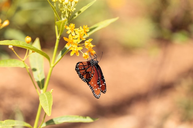 Schmetterling bestäubt eine gelbe Blume