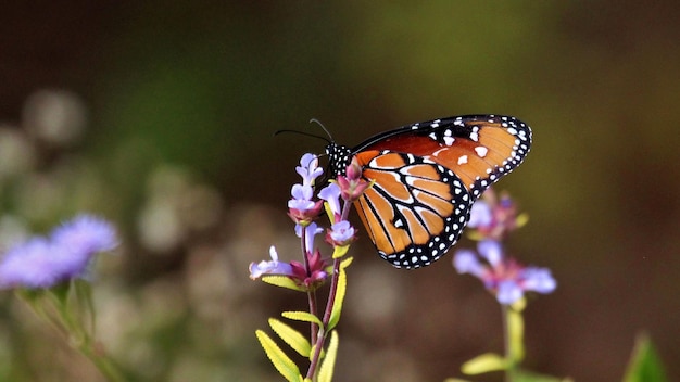 Schmetterling Blumen Makro