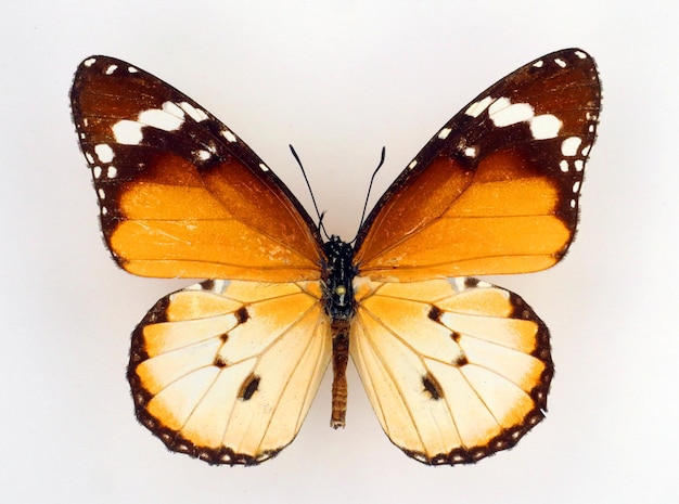 Schmetterling Danaus chrysippus isoliert auf weiß. Schön, schön, bunt. Schmetterlinge sammeln.