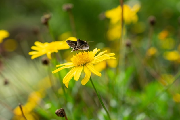 Schmetterling, der an einem sonnigen Tag auf gelber Blume ruht