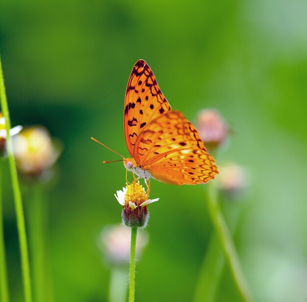 Schmetterling, der auf einer Blume füttert