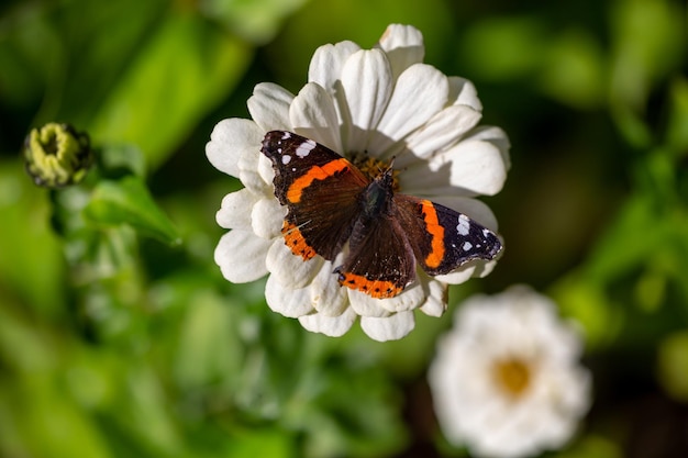 Schmetterling des roten Admirals, der auf Makrophotographie der weißen Blume sitzt Schmetterling Vanessa atalanta