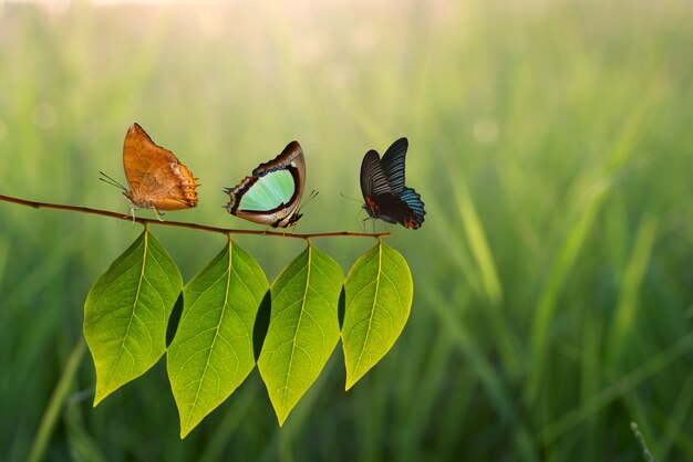 Schmetterling drei auf grünem Blatt und Sonnenlicht