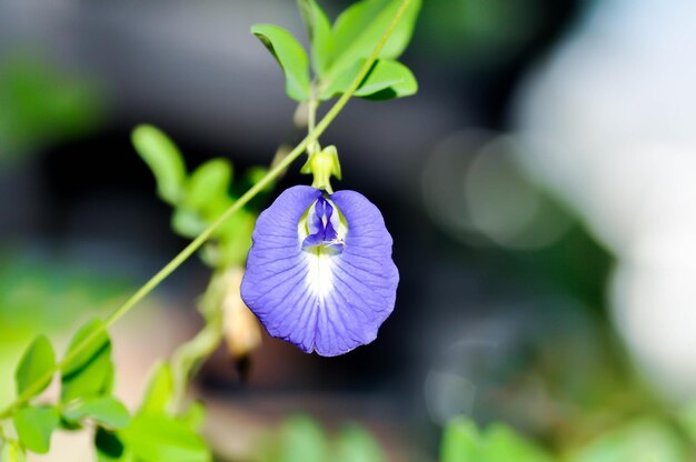 Foto schmetterling erbsen blaue erbsenblüte oder clitoria ternatea l