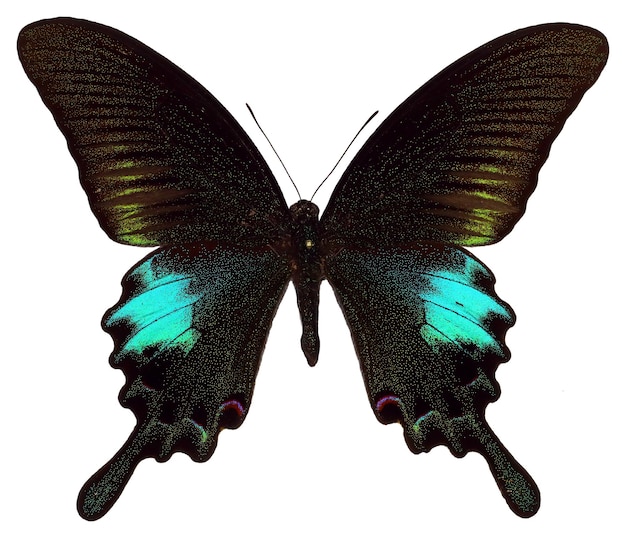 Schmetterling getrennt auf Weiß. Grünes Türkis Papilio bianor Makro. Sammlung Schmetterlinge, Insekten