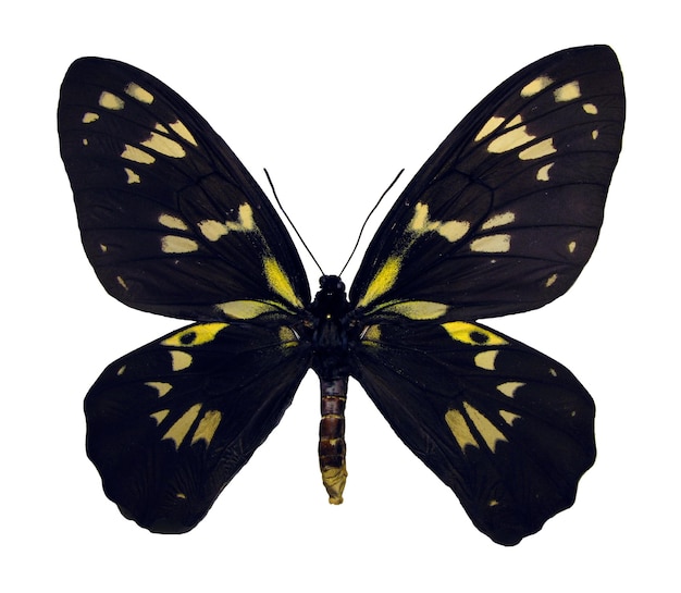 Schmetterling getrennt auf Weiß. Ornithoptera victoria weibliches Makro. Papilionidae, Sammelinsekten