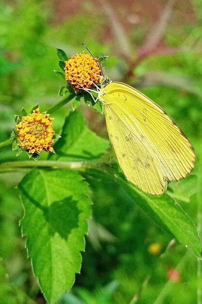 Foto schmetterling im garten