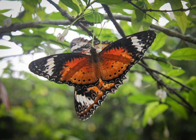 Schmetterling im Garten