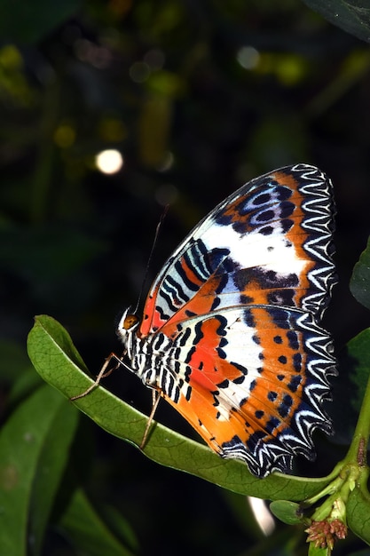 Schmetterling im Schmetterlingspark in Bali, Indonesien.