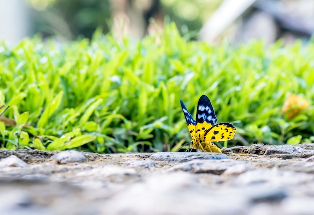 Schmetterling im Wald, Insekt und Tier