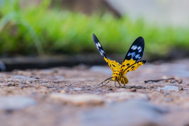 Schmetterling im Wald, Insekt und Tier